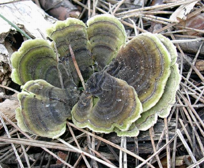 600 Marzo vecchio ritrovamento